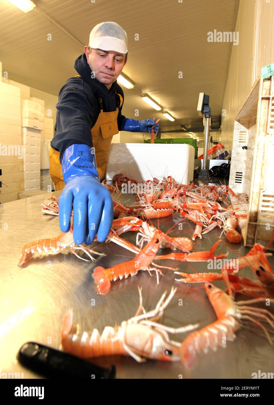 Worker preparing langoustines at a processors in Scotland, UK Stock Photo