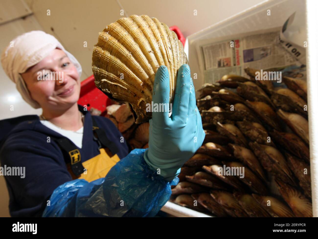 Worker preparing scallops at a processors in Scotland, UK Stock Photo