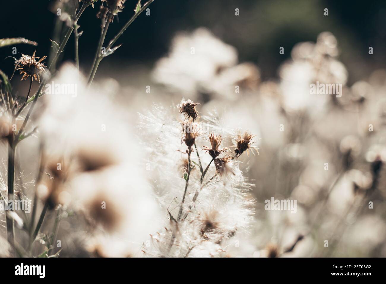 A selective focus of the red-seeded dandelions gleaming under the sunrays in the field Stock Photo