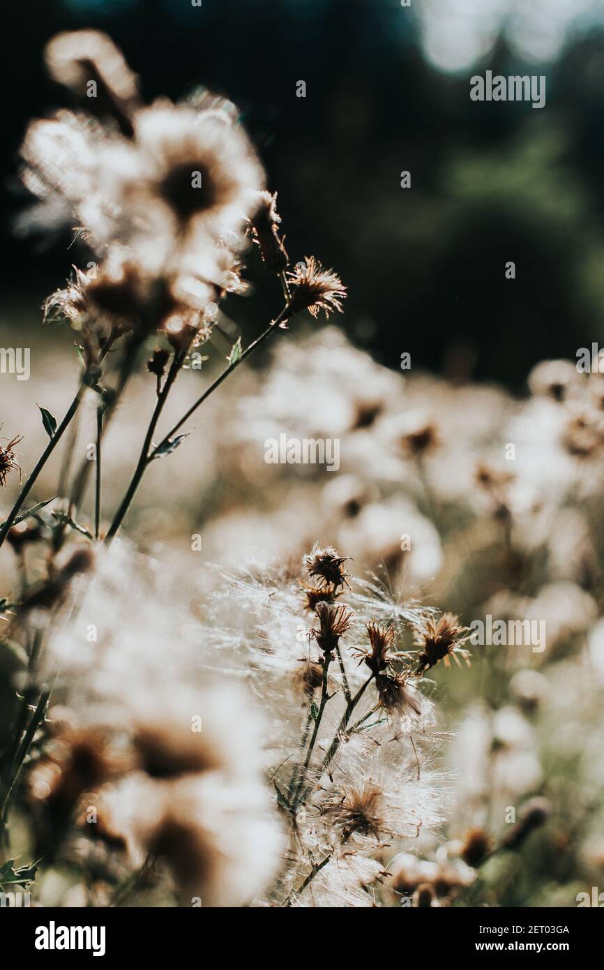 A selective focus of the red-seeded dandelions gleaming under the sunrays in the field Stock Photo