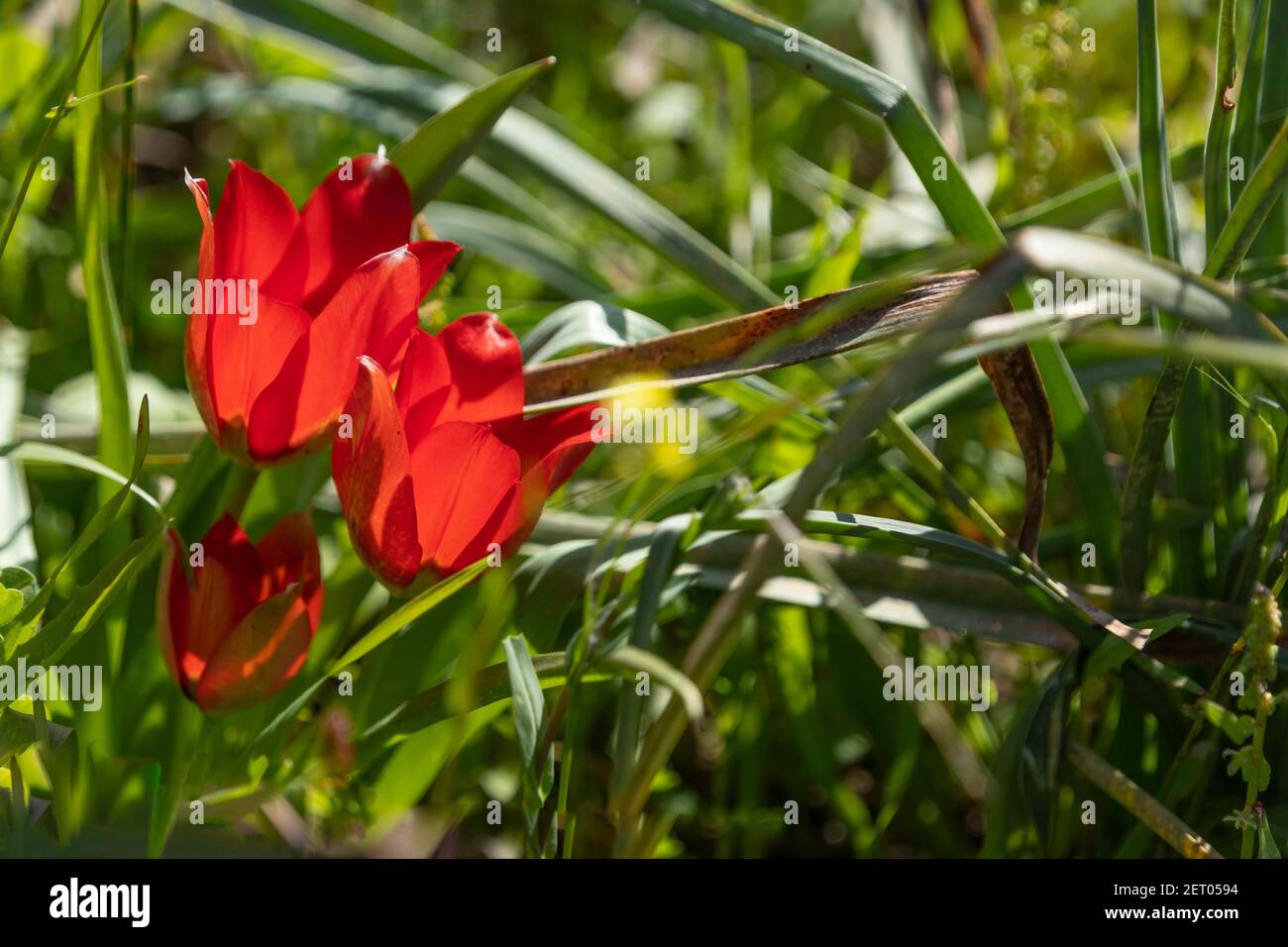Flowers of red tulips in sunlight among green grass. Israel Stock Photo ...