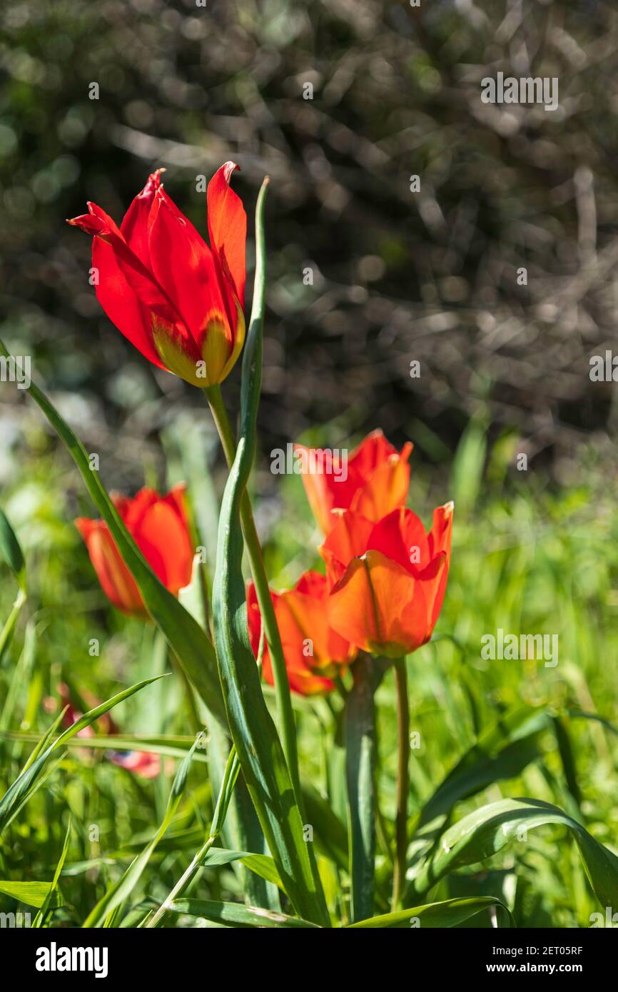 Flowers of red tulips in sunlight among green grass. Israel Stock Photo ...