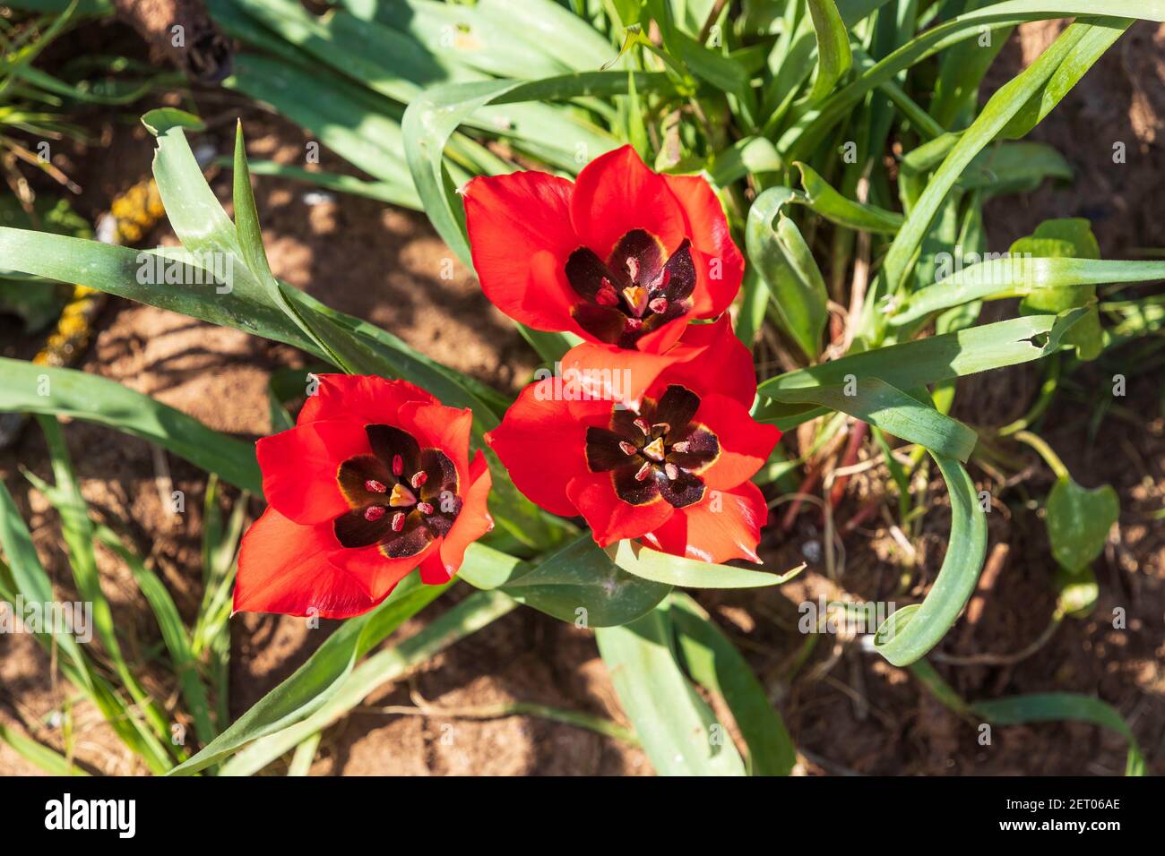 Flowers of red tulips in sunlight among green grass. Israel Stock Photo ...
