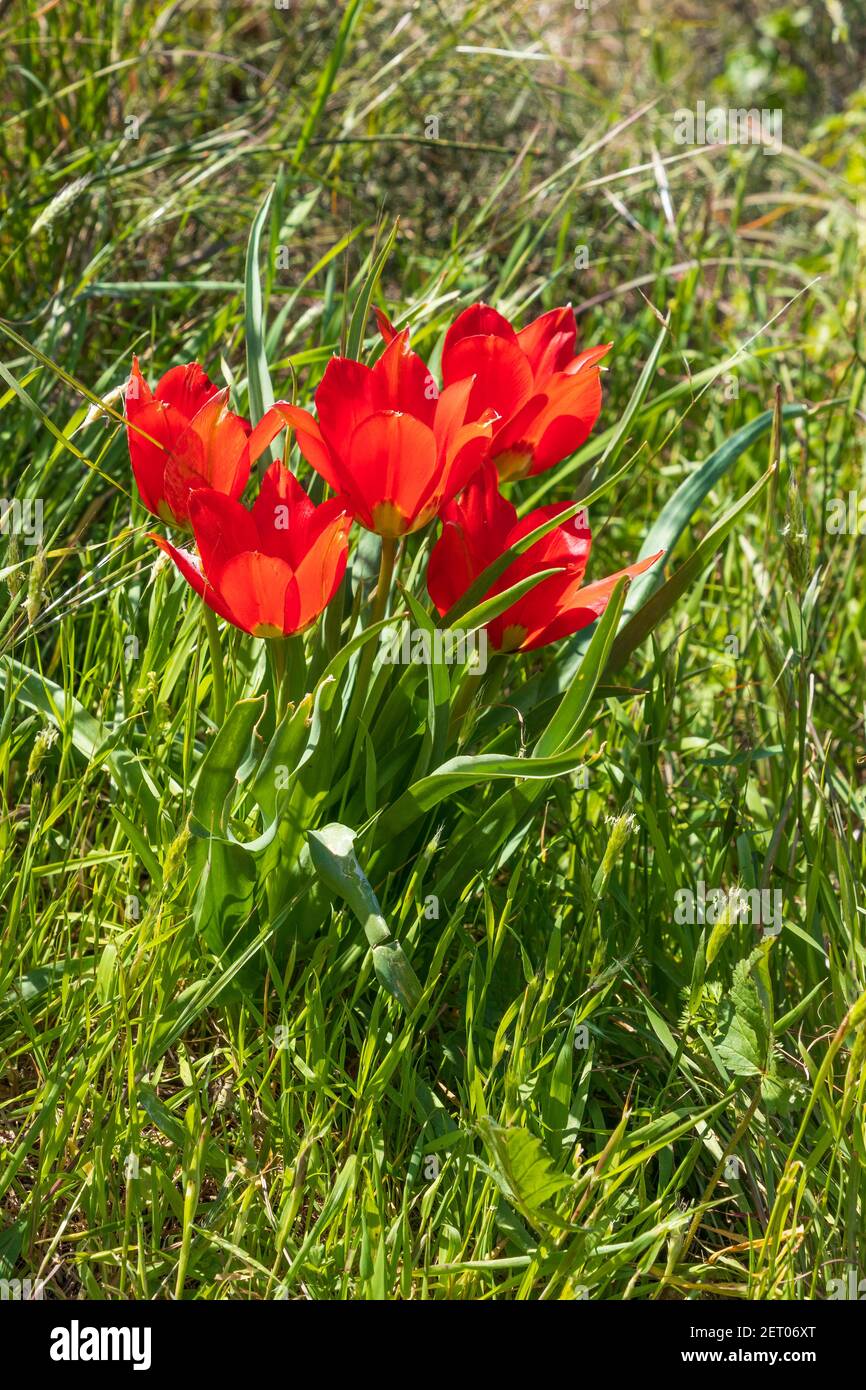 Flowers of red tulips in sunlight among green grass. Israel Stock Photo ...