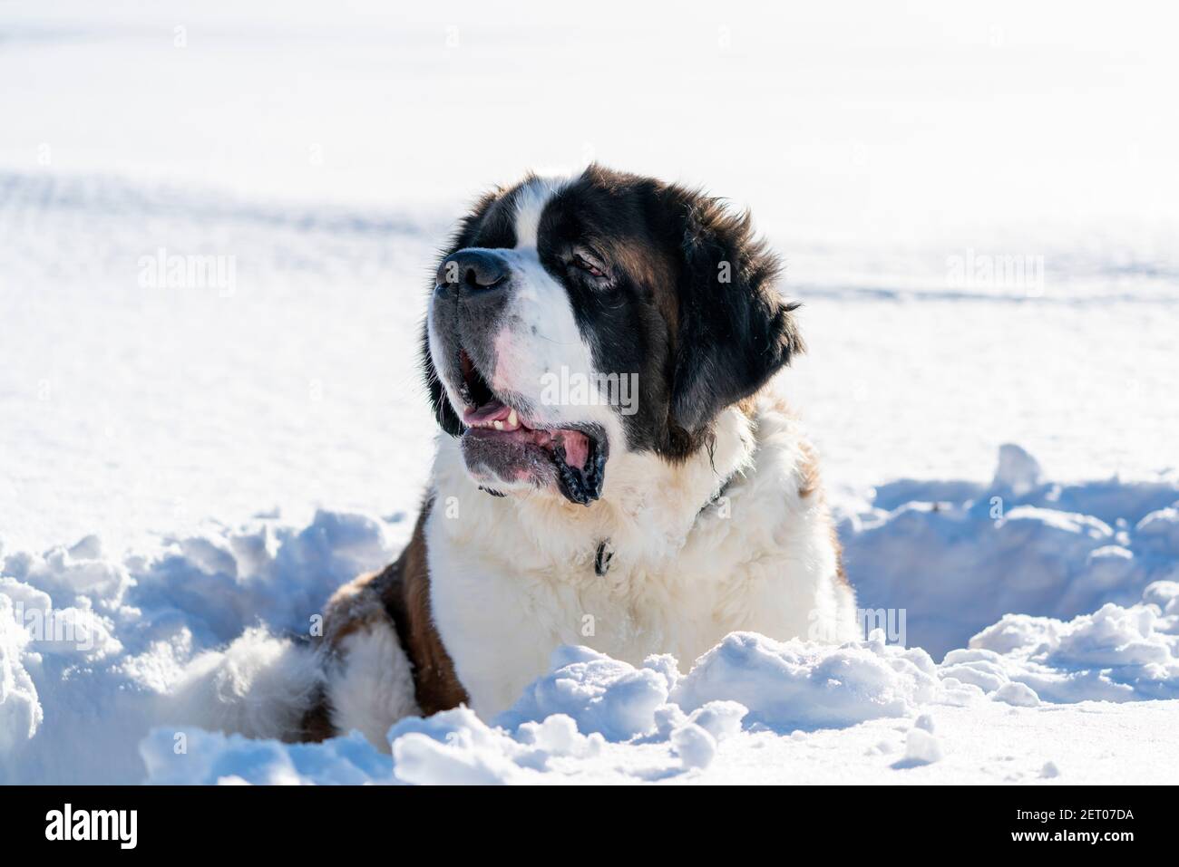 Healthy Saint Bernard purebred dog winter scene. Stock Photo