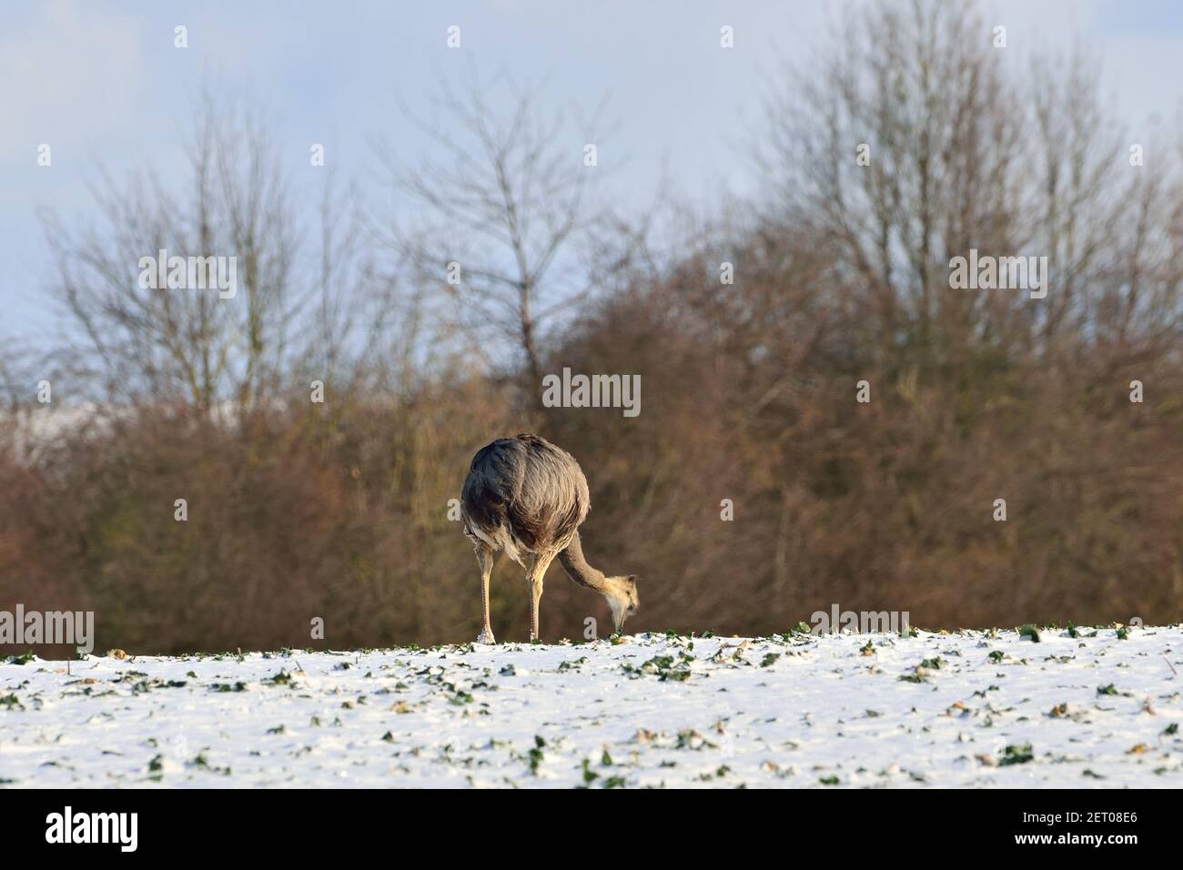 Rhea near Utecht, Northwestern Mecklenburg, Germany, Nandus im Schnee Stock Photo