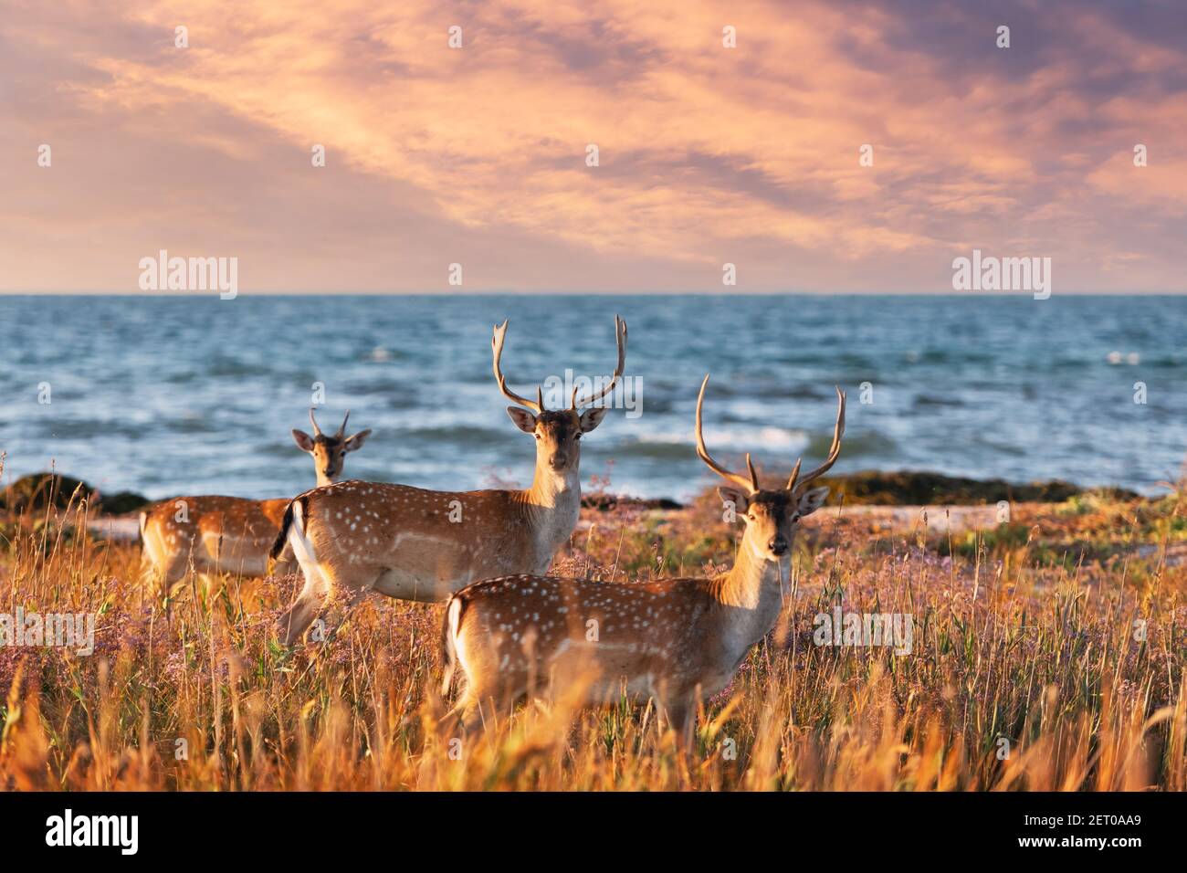 Beautiful sika dappled deers family with great horns on a meadow. Blue sea on background Stock Photo