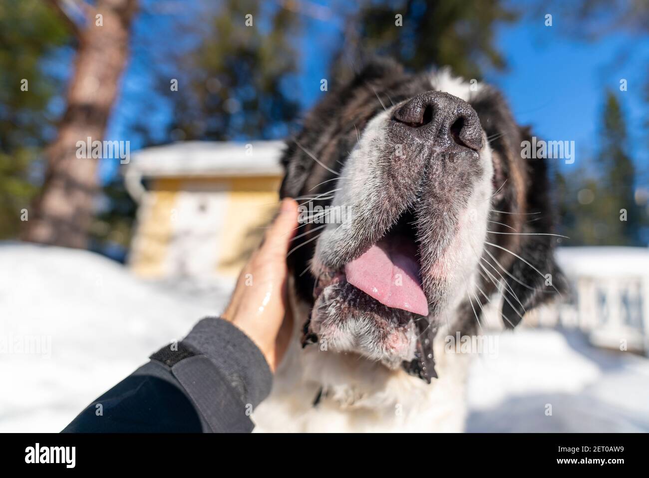Selective Focus Of Adult Active Saint Bernard Purebred Dog Gets Patted And Cubbled With On A Beautiful Winter Day Stock Photo Alamy Selective Focus Of Adult Active Saint Bernard Purebred Dog Gets Patted And Cubbled With On A Beautiful Winter Day Stock Photo Alamy