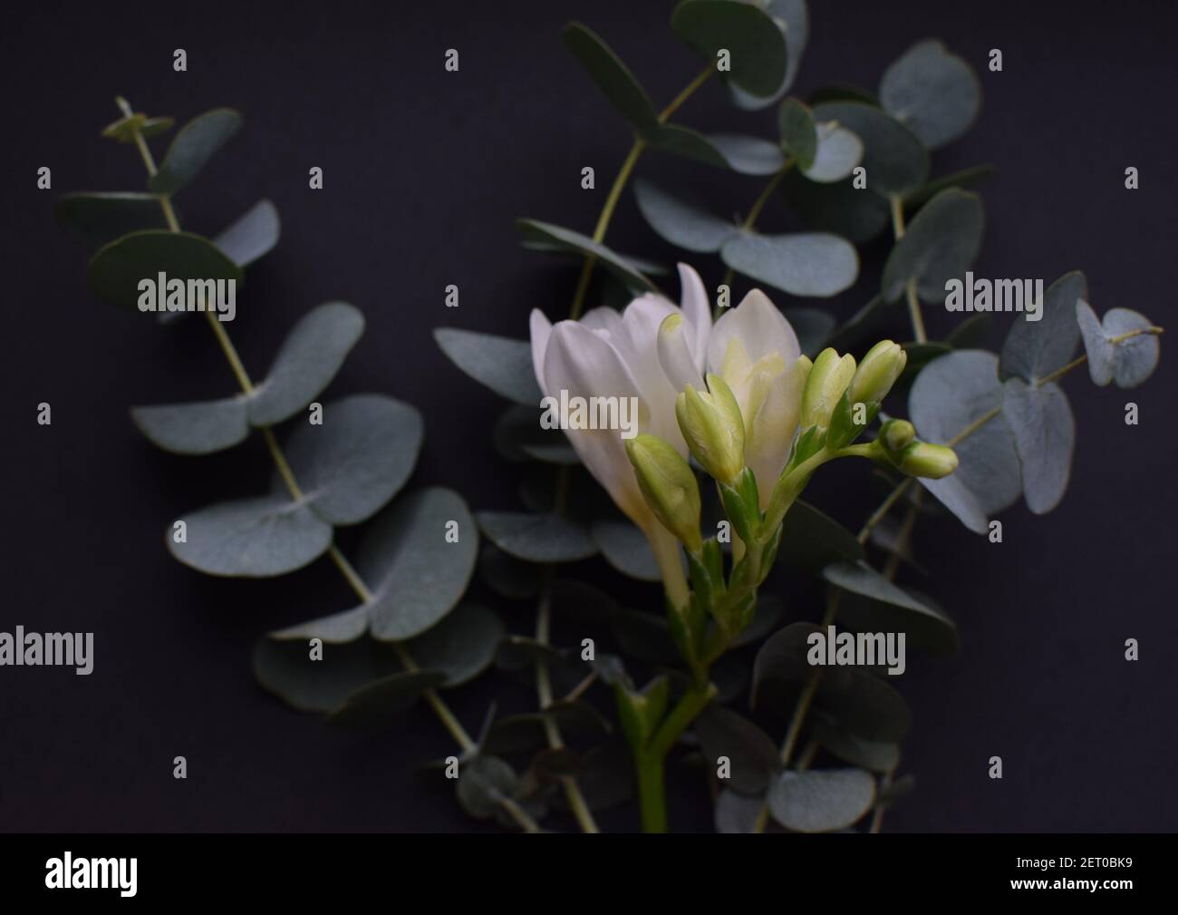 Floral background. Soft focus. Beautiful freesia flower and eucalyptus branches on a black  background. Stock Photo