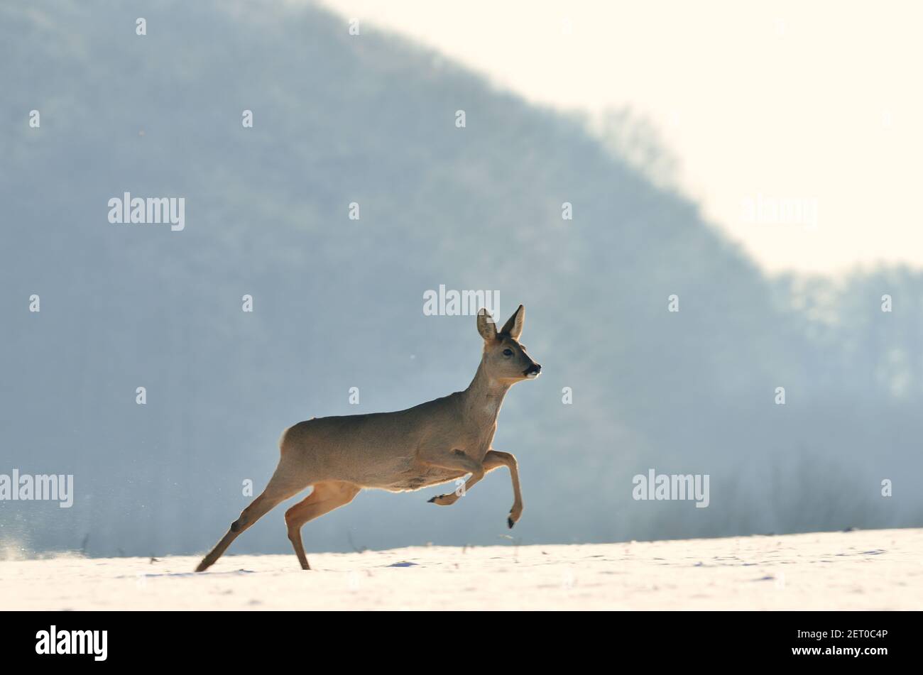 Europäisches Reh, roe deer, European roe, Capreolus capreolus, Northwestern Mecklenburg, Germany Stock Photo