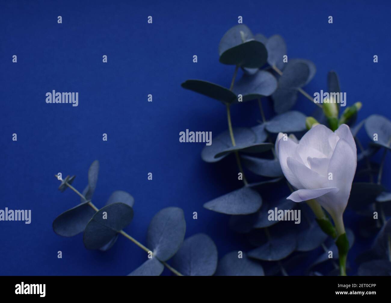 Floral background. Soft focus. Beautiful freesia flower and eucalyptus branches on a dark blue background.  Place for text. Stock Photo