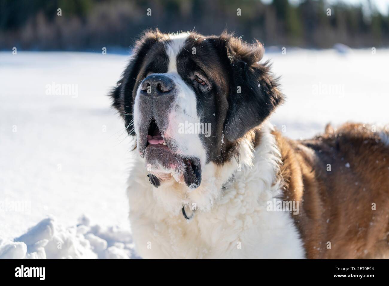 Healthy Saint Bernard purebred dog winter scene Stock Photo - Alamy