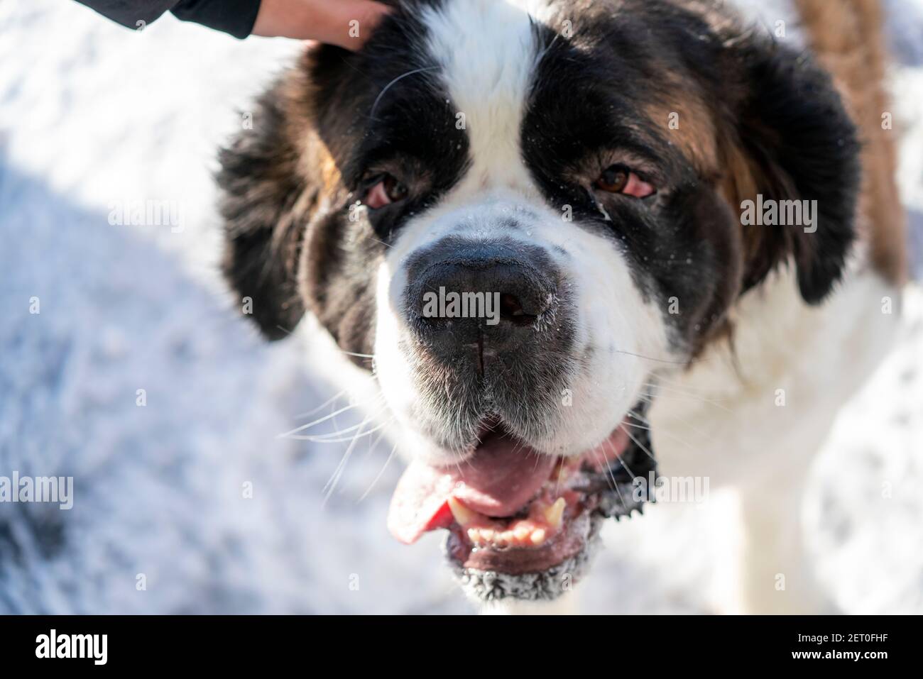 Selective Focus Of Adult Active Saint Bernard Purebred Dog Gets Patted And Cubbled With On A Beautiful Winter Day Stock Photo Alamy