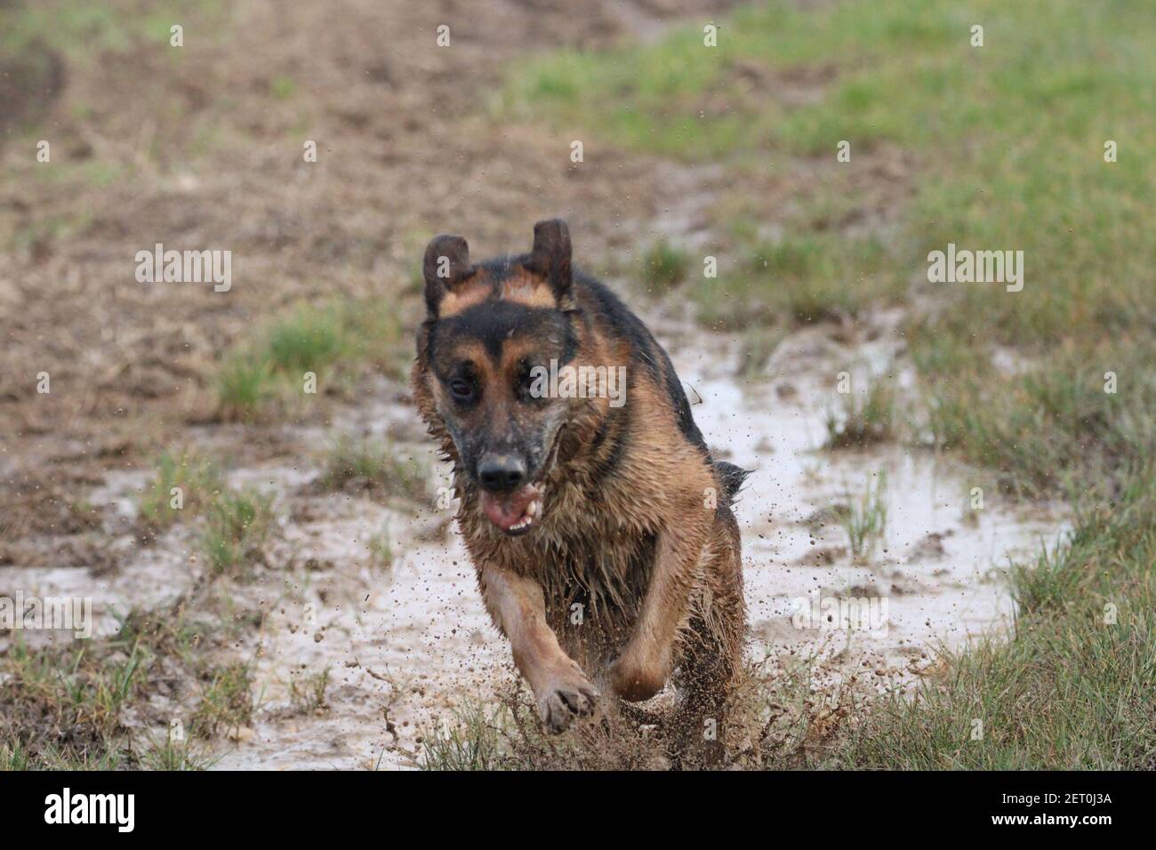 Muddy dog Stock Photo
