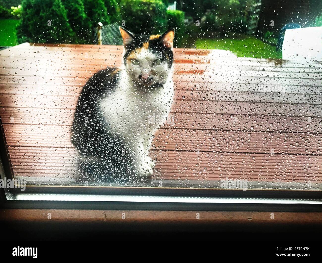 Cat sitting outdoors on a patio in the rain Stock Photo Alamy
