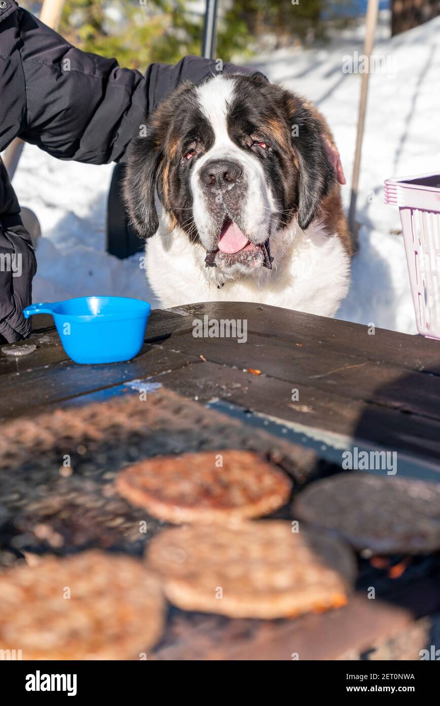 Saint Bernard dog on a diet wanting food looking at grilled burgers Stock Photo
