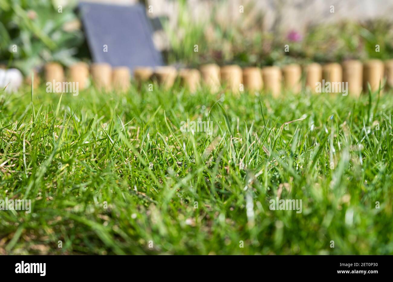 Grass lawn in UK garden in Spring Stock Photo