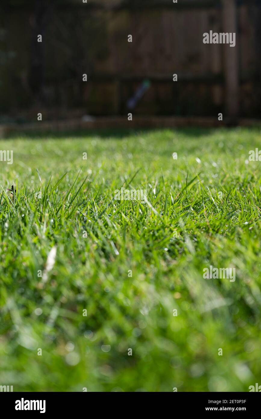 Grass lawn in UK garden in Spring Stock Photo