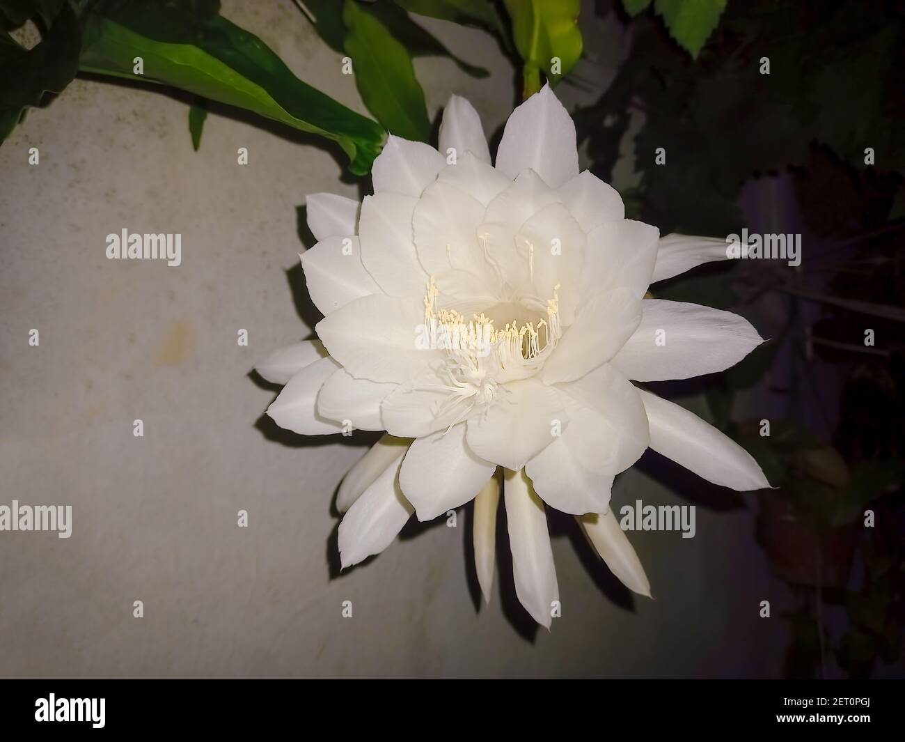 A Closeup Shot Of A Beautiful Big White Perfumed One Night Flower Of The Dutchman S Pipe Cactus Or Queen Of The Night Epiphyllum Oxypetalum Stock Photo Alamy