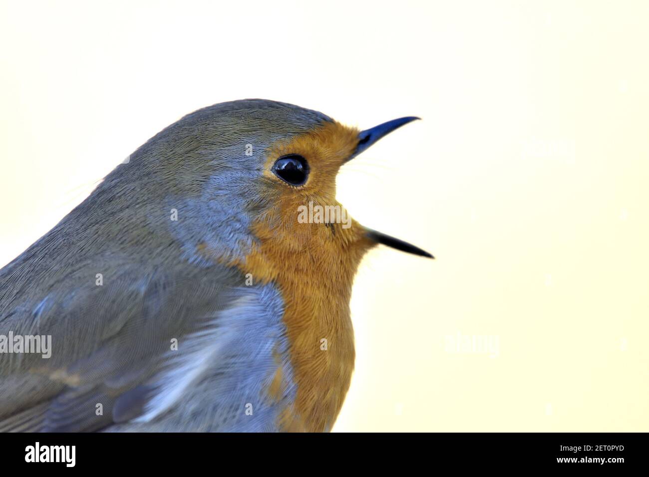 European Robin (Erithacus rubecula) singing. Kent, UK. Winter Stock Photo