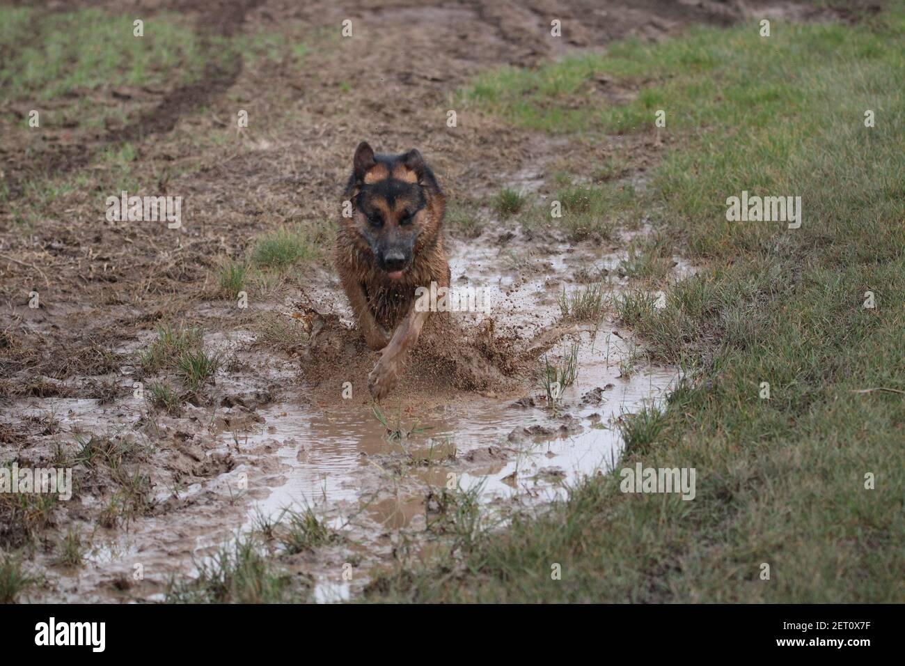 Why Does My German Shepherd Dig Holes In The Yard