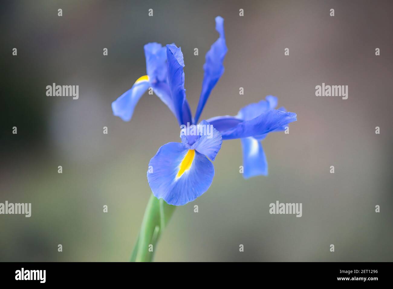 Iris xiphium . traditional flowers of Greece. Stock Photo