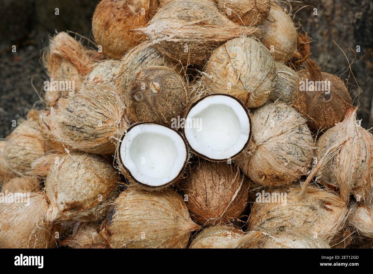 Coconut cut in half and whole coconuts in organic farm. A lot or heap