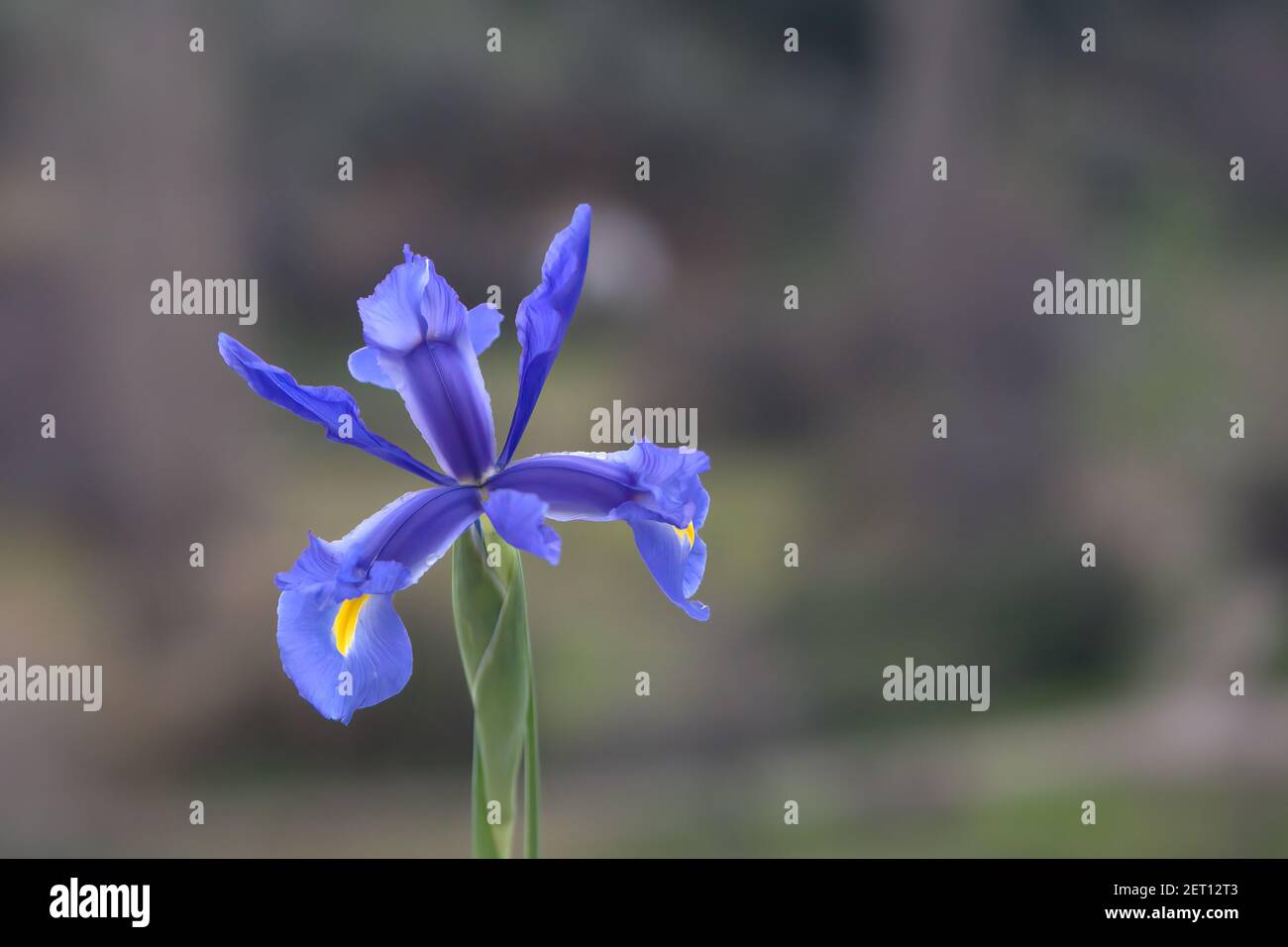 Iris xiphium . traditional flowers of Greece Stock Photo Alamy