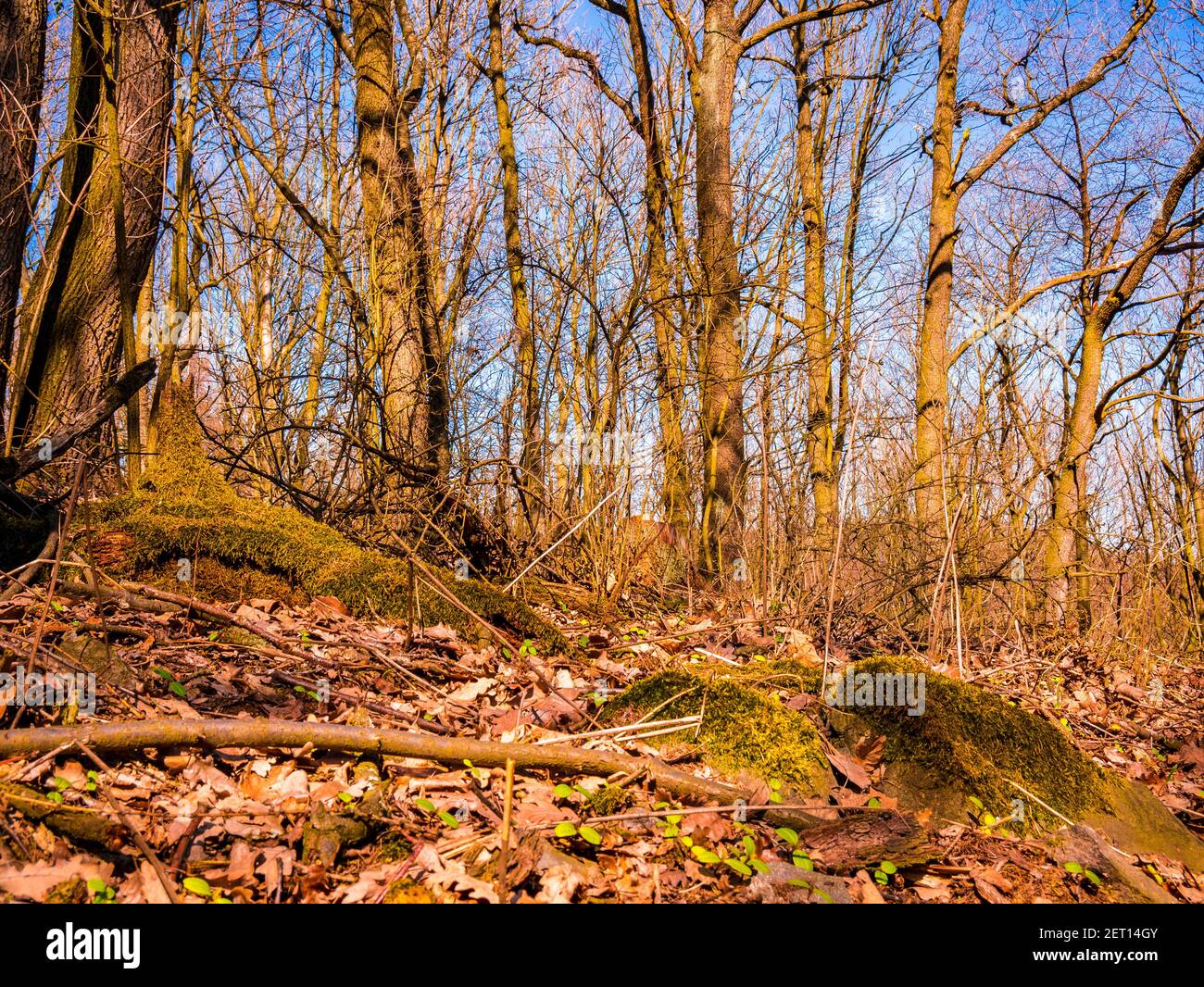 Abstract forest texture hi-res stock photography and images - Alamy