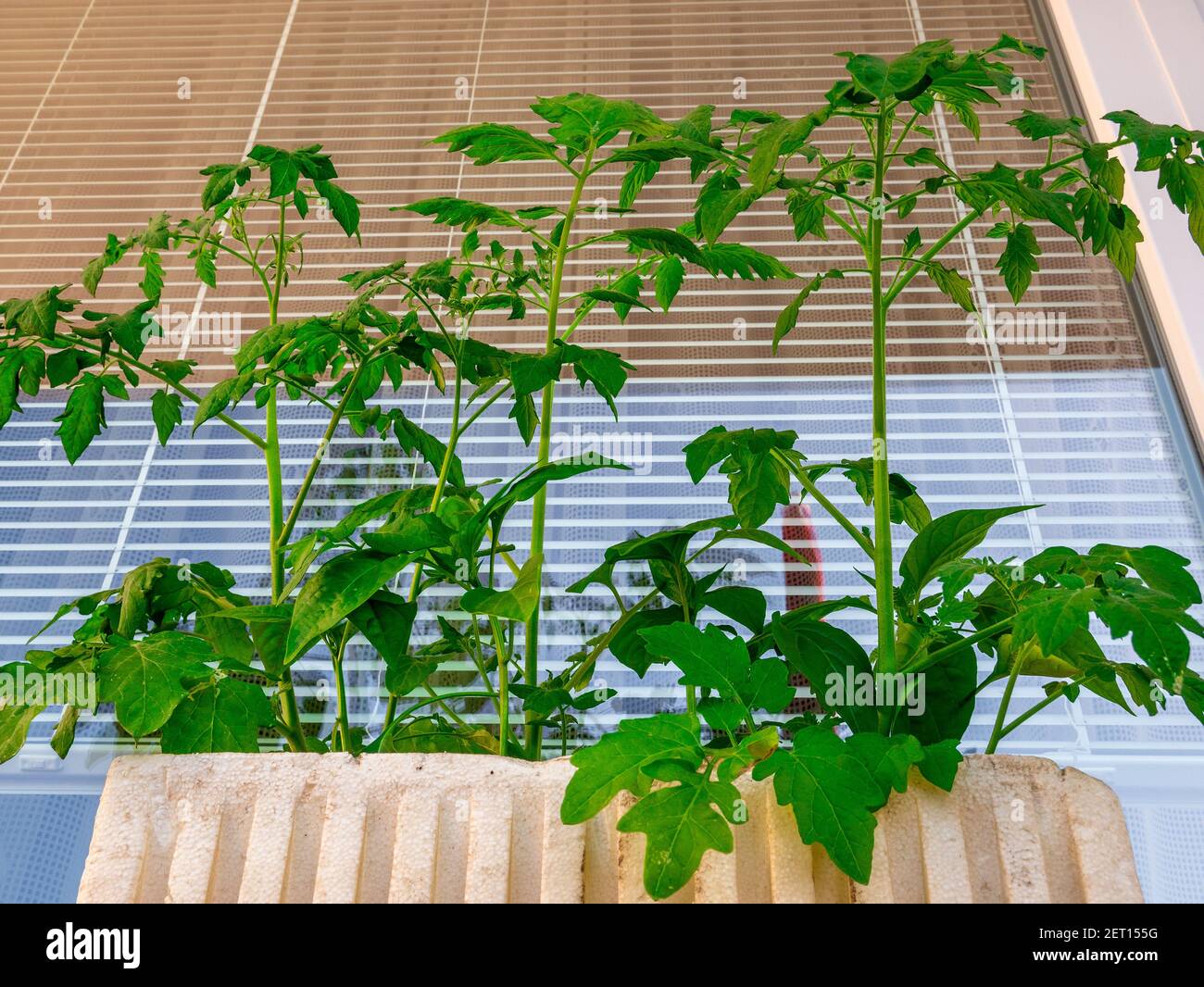 Young cherry tomatoes and peppers plants in a polystyrene pot, in front of the window. Stock Photo