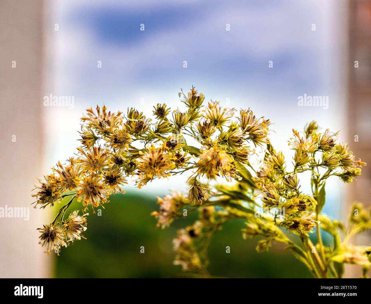 Cloudy purple sky vintage hi-res stock photography and images - Alamy