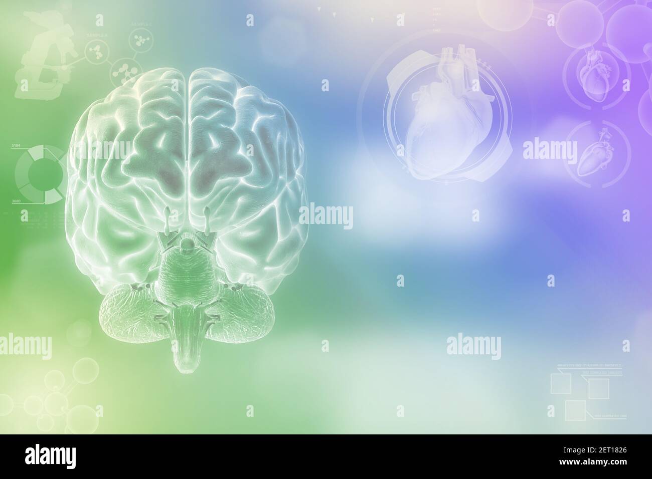 Medical 3D illustration - human brain, brain development concept - very