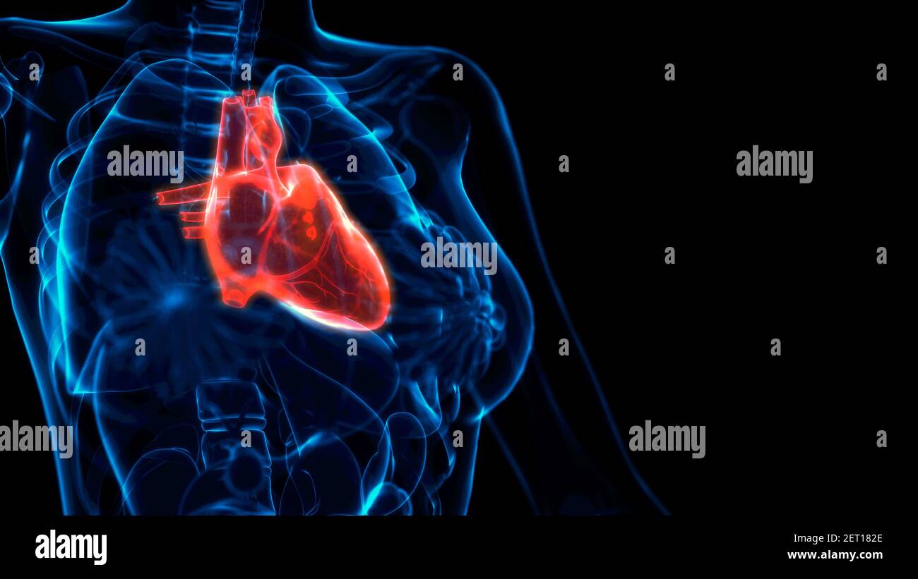 cg medical 3d illustration, human heart risk xray scan Stock Photo Alamy