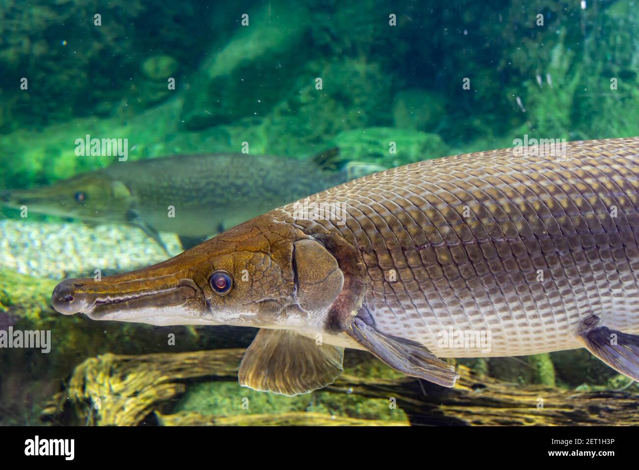 Arapaima gigas, also known as pirarucu, is a species of arapaima native to  the basin of the  River. Once believed to be the sole species in the  Stock Photo - Alamy