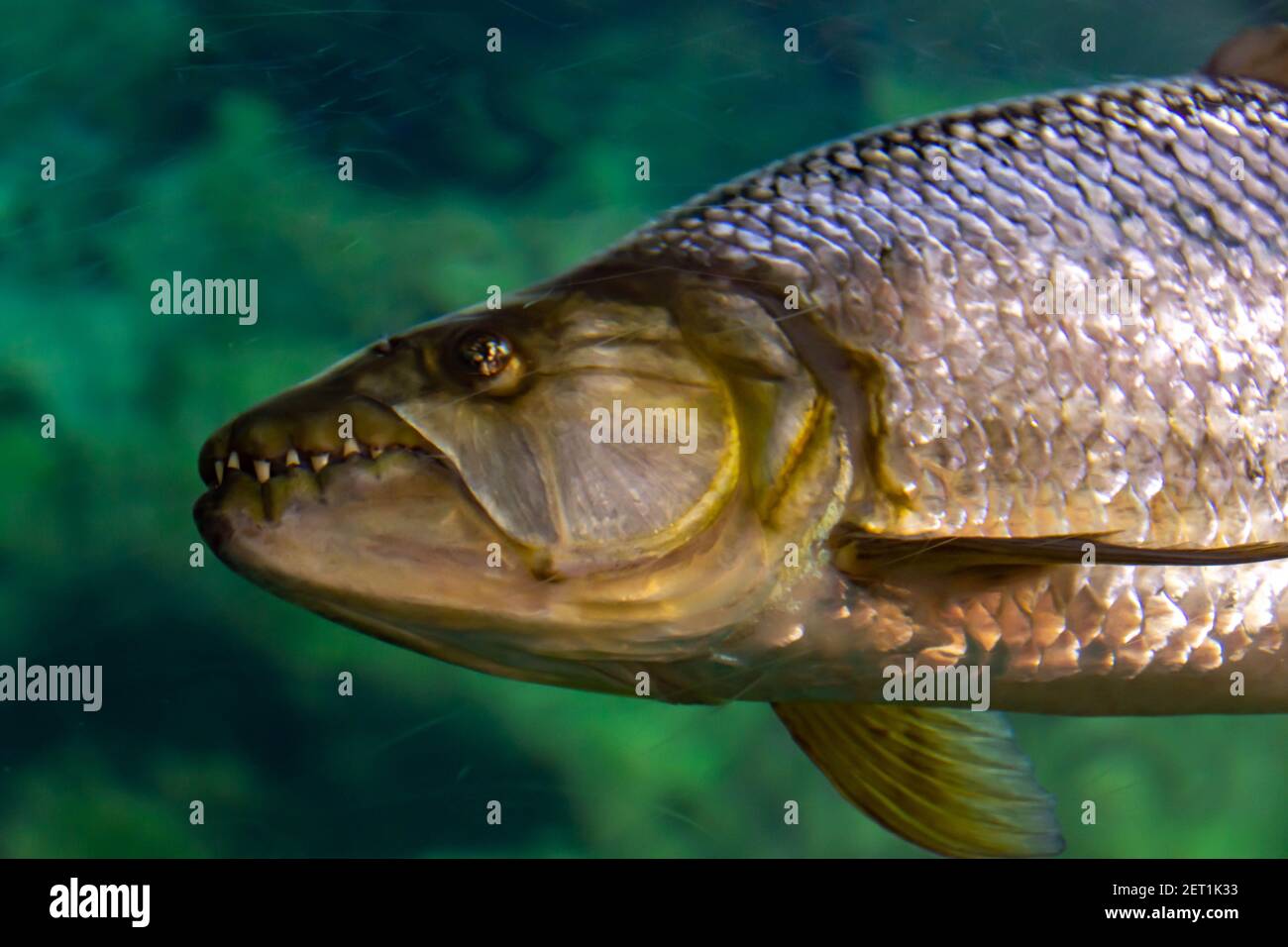 Hydrocynus vittatus, the African tigerfish, tiervis or ngwesh closeup photo showing its large sharp teeth while swimming on a aquarium somewhere in as Stock Photo