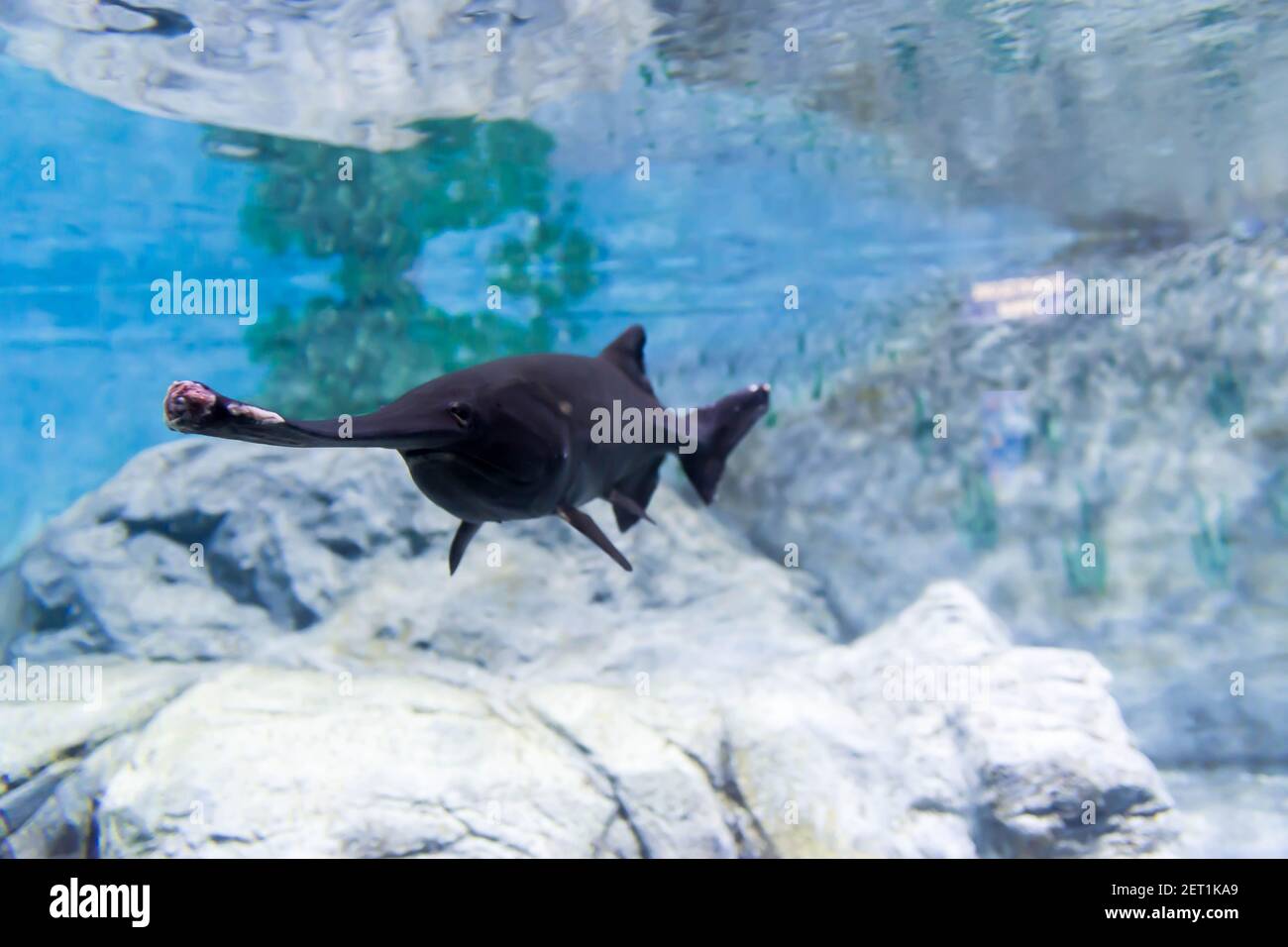 Blurry photo of a wounded black aligator gar in a clear sea aquarium. Chinese paddlefish Stock Photo
