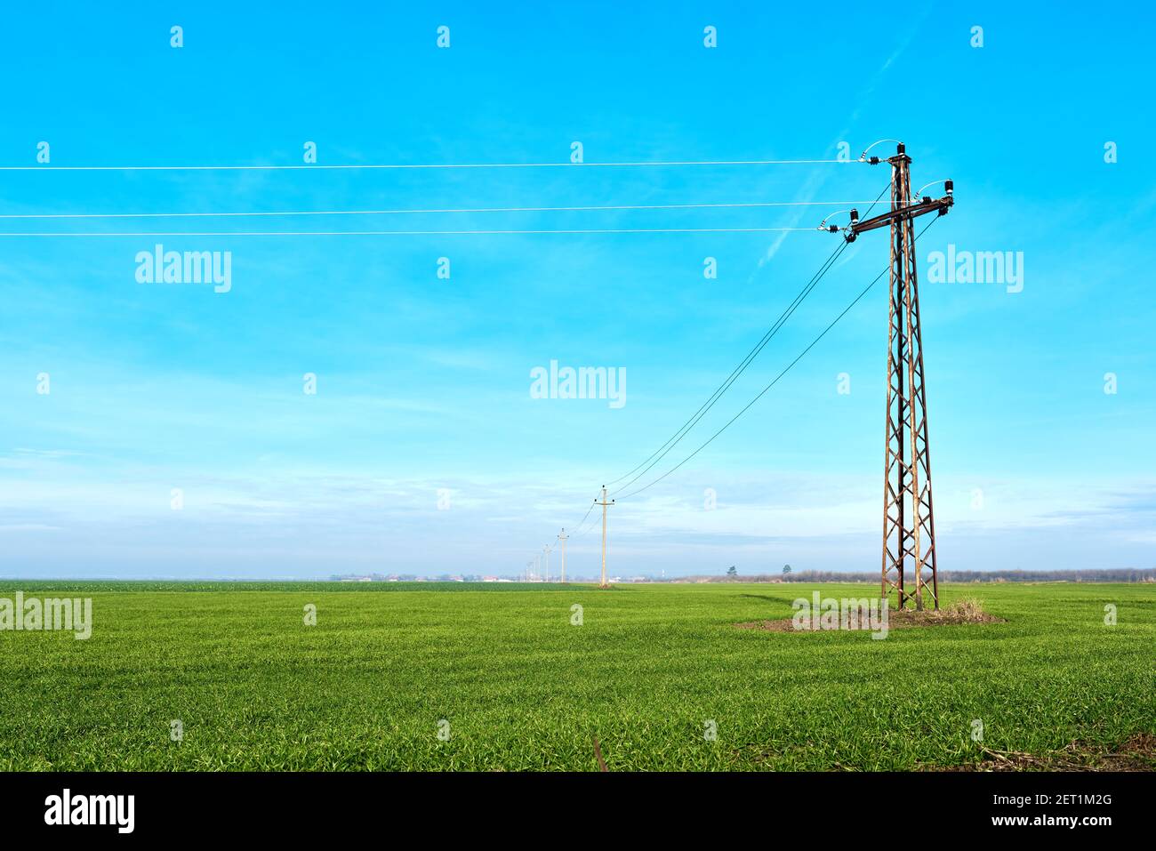 Electricity pylon in green wheat grass field with blue sky as copy ...