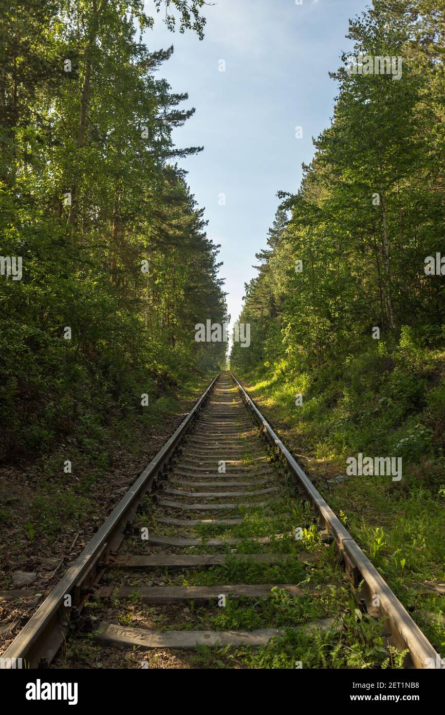 Railway passing between trees with green foliage in forest Stock Photo