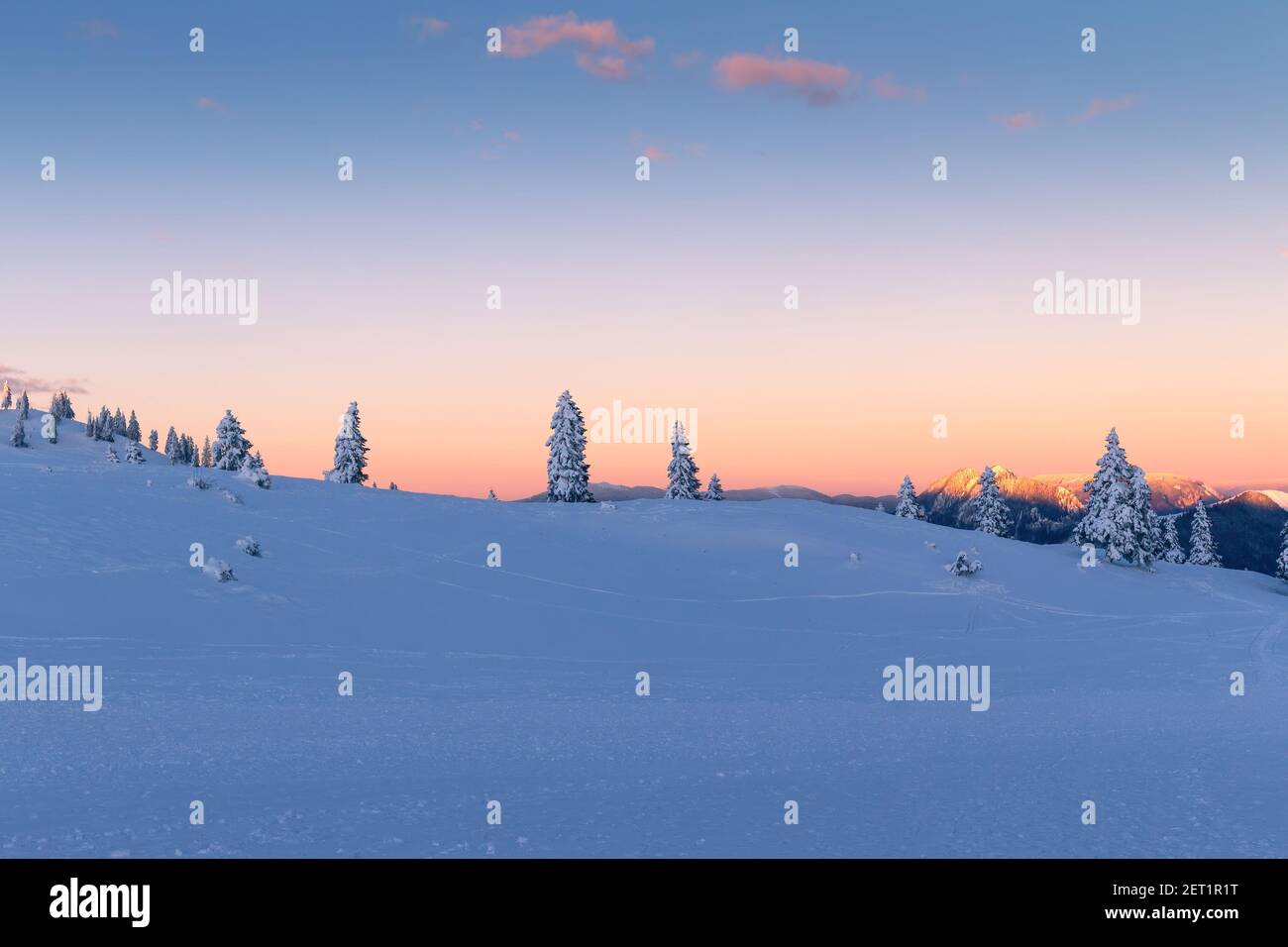 Snow covered spruce trees at colorful winter sunset in the mountains. Stock Photo