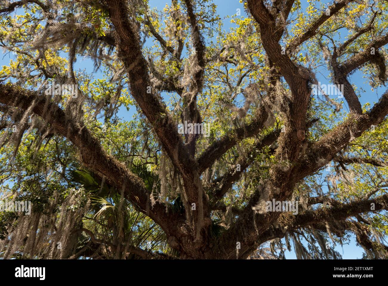 Southern live Oak tree with Spanish moss hanging from branches in City