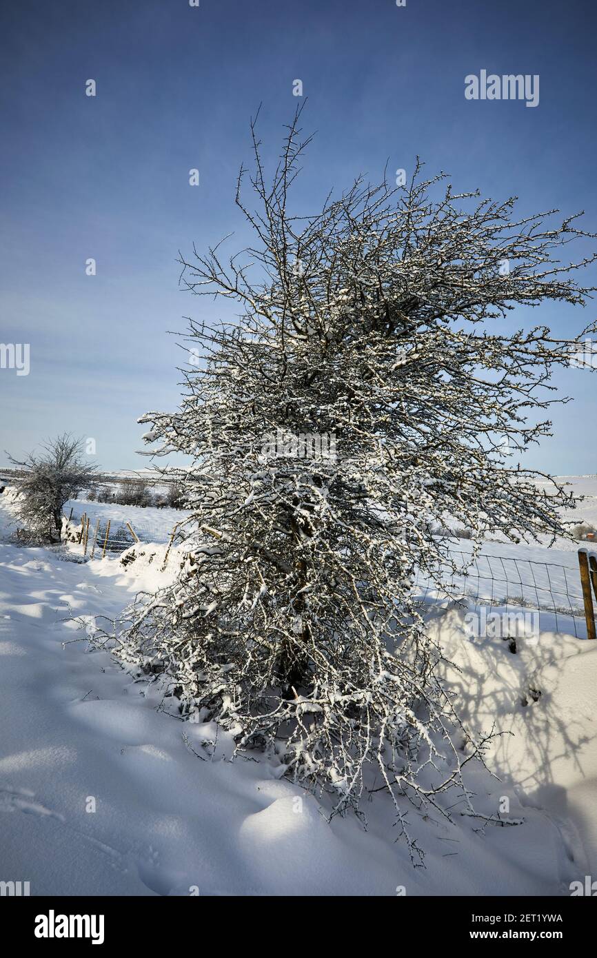 A roadside Hawthorne bush  in Yorkshire moorland, is covered by a heavy snowfall at 900ft Stock Photo