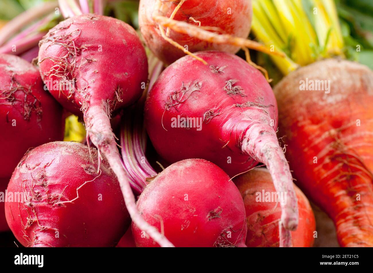 farm picked healthy organic sugar beets, golden and red Stock Photo - Alamy