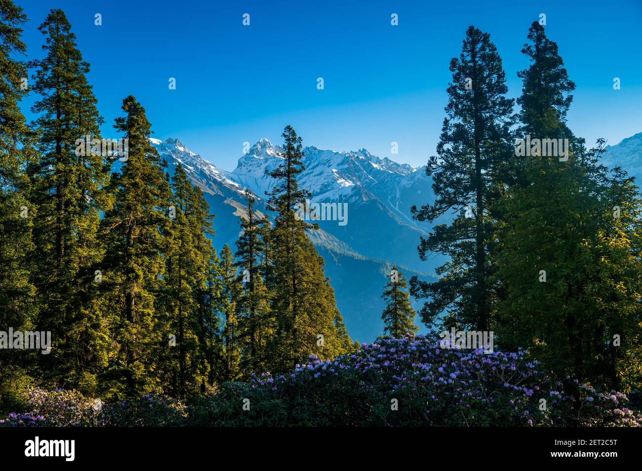 Spring rhododendrons and Himalayan peak. View of Majestic Himalayan mountains in Parvati Valley, Himachal Pradesh, India. Stock Photo