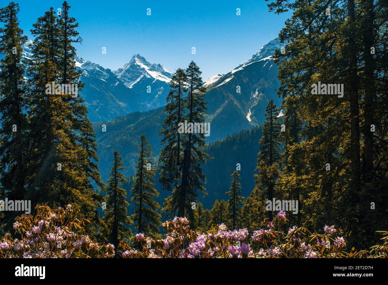 Spring rhododendrons and Himalayan peak. View of Majestic Himalayan mountains in Parvati Valley, Himachal Pradesh, India. Stock Photo