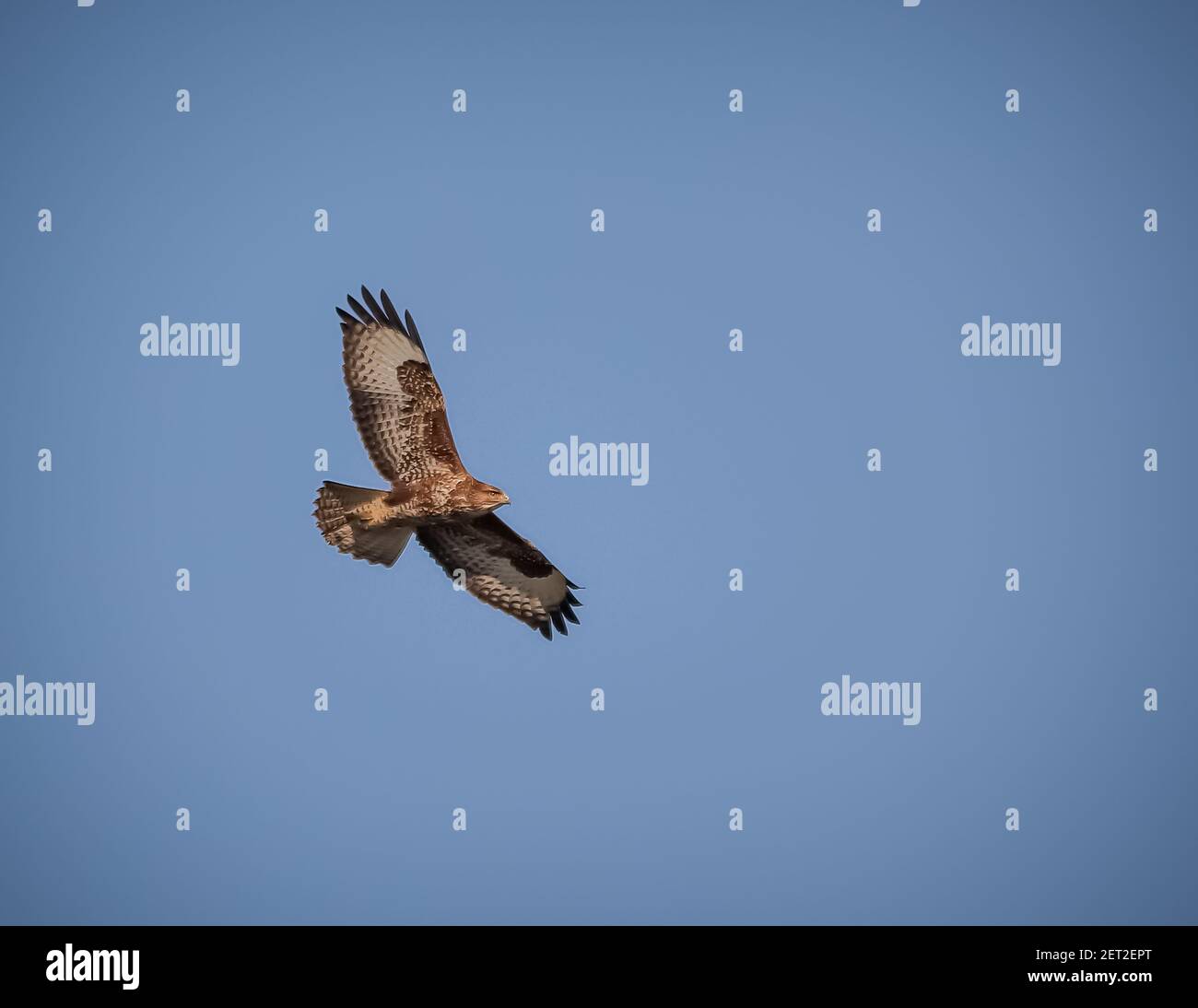 While out on a walk, spotted this buzzard flying past. Stock Photo