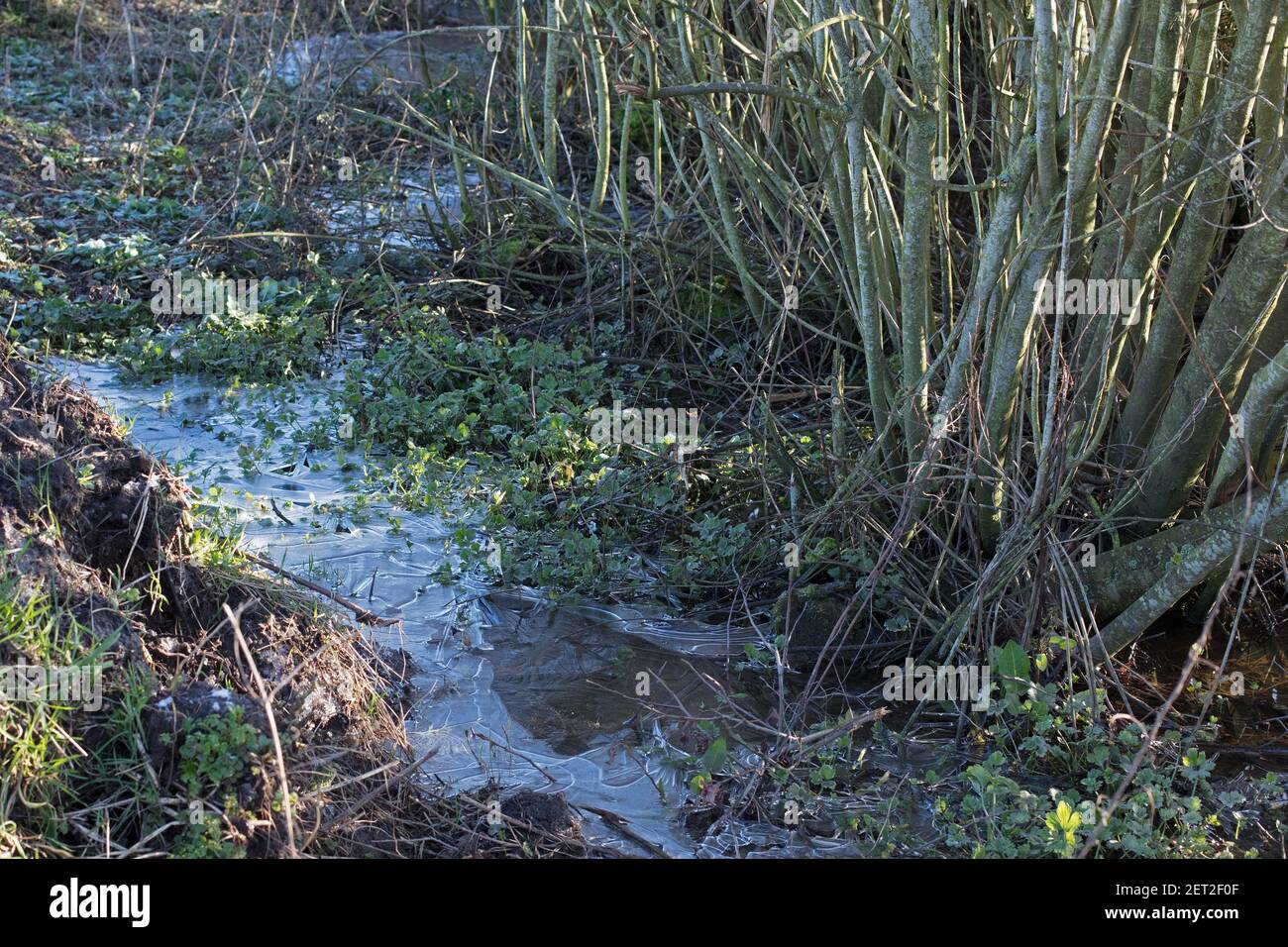 Frozen ditch water with frosty grasses and ice covered water plants in winter Stock Photo