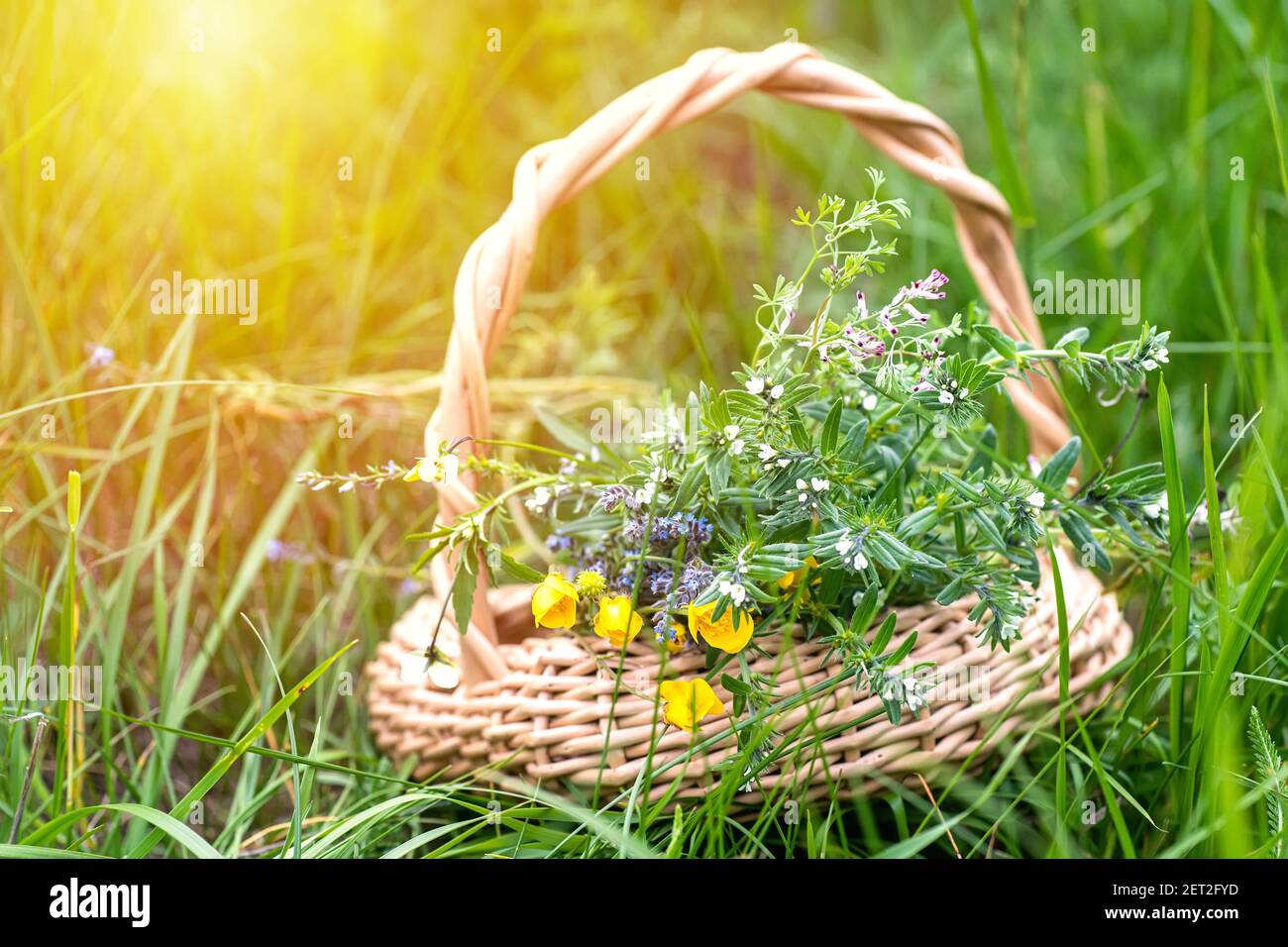 bouquet of medicinal plants in basket. Fumaria officinalis, Myosotis stricta, Ranunculus repens collected for the preparation of potions and infusions Stock Photo
