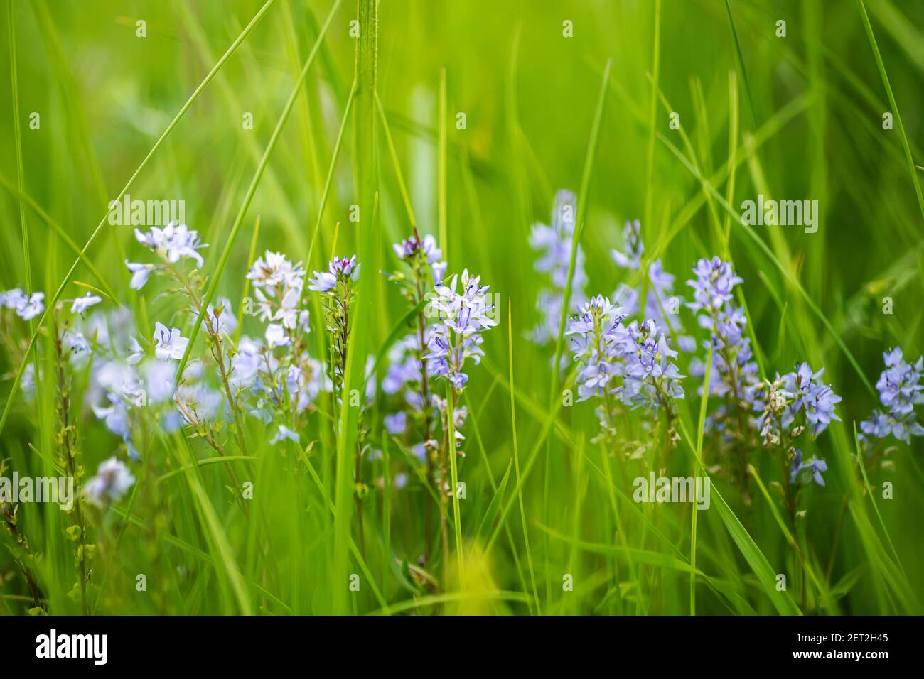 eronica austriaca, Austrian speedwell purple small flowers in meadow in summer. Blossoming against background of green grass. Collecting medicinal pla Stock Photo
