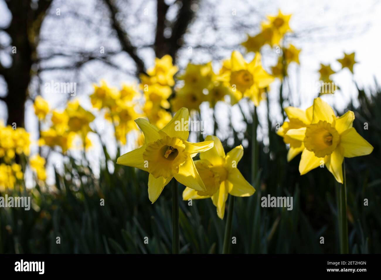Daffodils in Bloom on St David's Day in Aberkenfig, Bridgend on the 1st March 2021. Credit: Lewis Mitchell Stock Photo