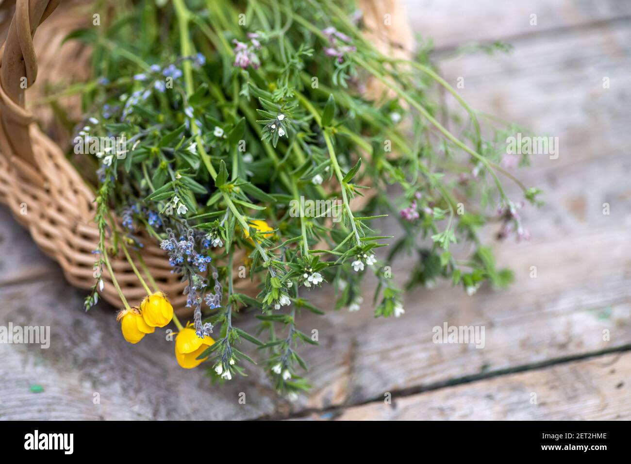 bouquet of medicinal plants in basket on a wooden table. Fumaria officinalis, Myosotis stricta, Ranunculus repens collected for preparation of potions Stock Photo